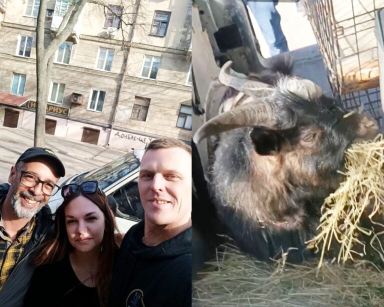 Волонтери з Дніпра евакуювали тварин із Донеччини, зокрема козлика Костянтина