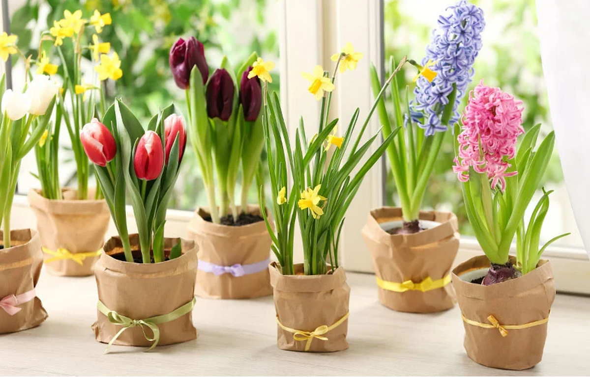 Ваша весняна клумба на підвіконні: кращі квіти для дому