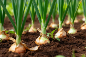 Які овочі краще садити навесні: поради для городників Дніпра