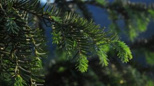 У Дніпропетровській області активізувались весняні роботи з висадки лісу