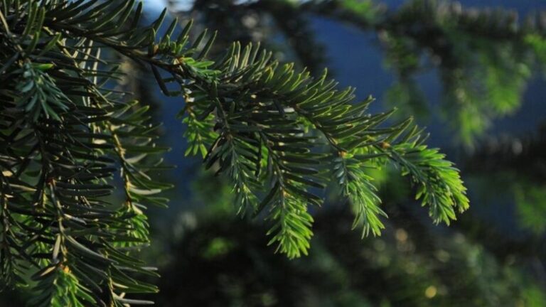 У Дніпропетровській області активізувались весняні роботи з висадки лісу