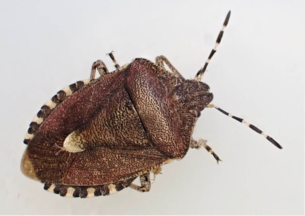 Навала клопів у Дніпрі: чому комахи шукають притулок у домівках?