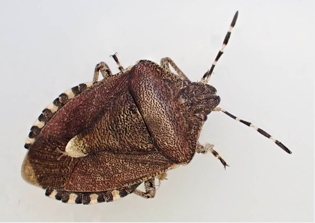 Навала клопів у Дніпрі: чому комахи шукають притулок у домівках?