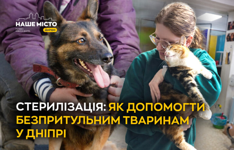 Стерилізація як рішення проблеми безпритульних тварин у Дніпрі