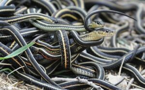 У Дніпропетровській області зростає кількість укусів змій