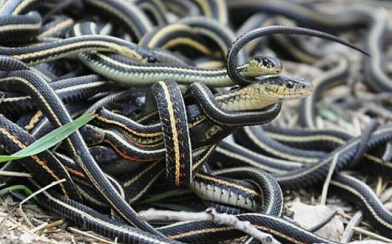 У Дніпропетровській області зростає кількість укусів змій