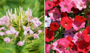 7 швидкорослих квітів для весняного цвітіння в Дніпрі