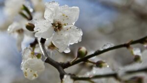 У Дніпрі через заморозки оголосили помаранчевий рівень небезпеки