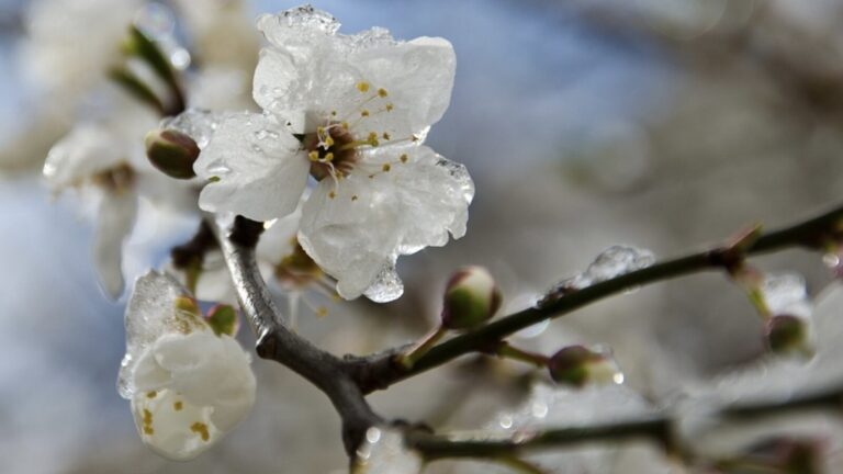 У Дніпрі через заморозки оголосили помаранчевий рівень небезпеки