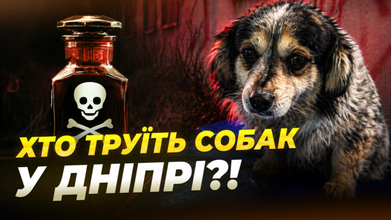 У Дніпрі отруїли двох собак, сусіди кажуть про підозру на жінку