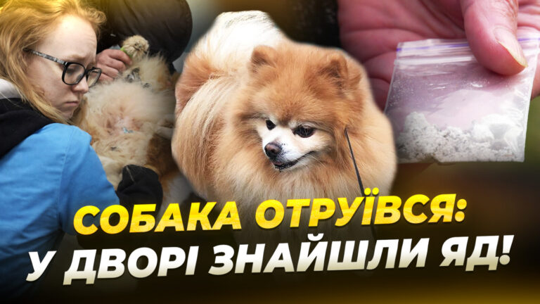 Отруєння на житловому масиві Сокіл у Дніпрі: постраждали домашні тварини
