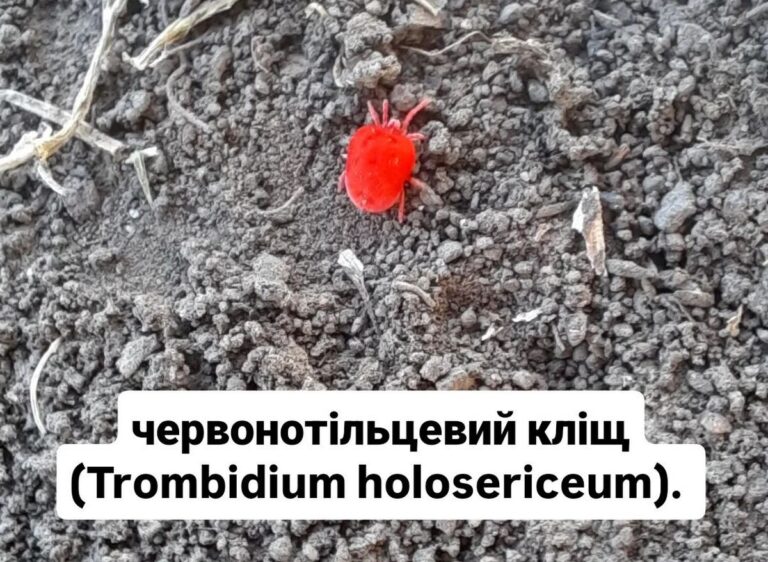 На Дніпропетровщині помітили яскраво-червоних кліщів: кому вони загрожують