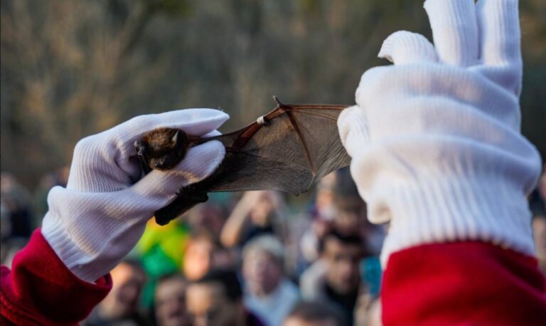 У Дніпрі 11 квітня відпустять на волю близько 250 врятованих кажанів