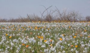 На Дніпропетровщині розквітло поле рідкісних червонокнижних квітів