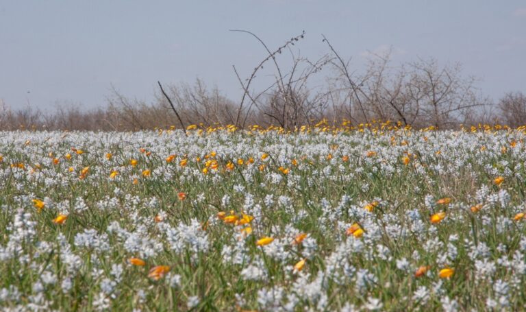 На Дніпропетровщині розквітло поле рідкісних червонокнижних квітів