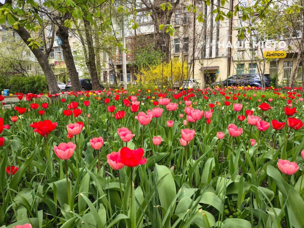 У центрі Дніпра мешканці створили яскравий тюльпановий двір