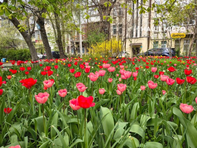 У центрі Дніпра мешканці створили яскравий тюльпановий двір