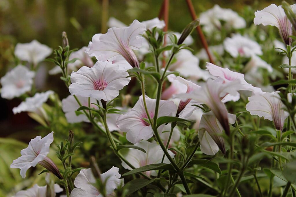 Графік роботи ботсаду в Дніпрі на травень 2026 року