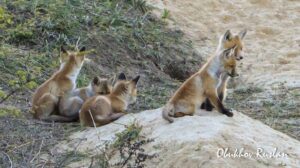 У Дніпрі помітили сім’ю лисиць із лисенятами