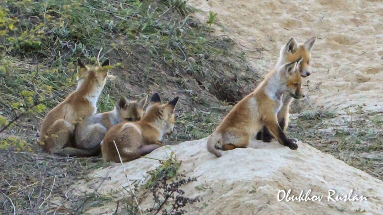 У Дніпрі помітили сім’ю лисиць із лисенятами