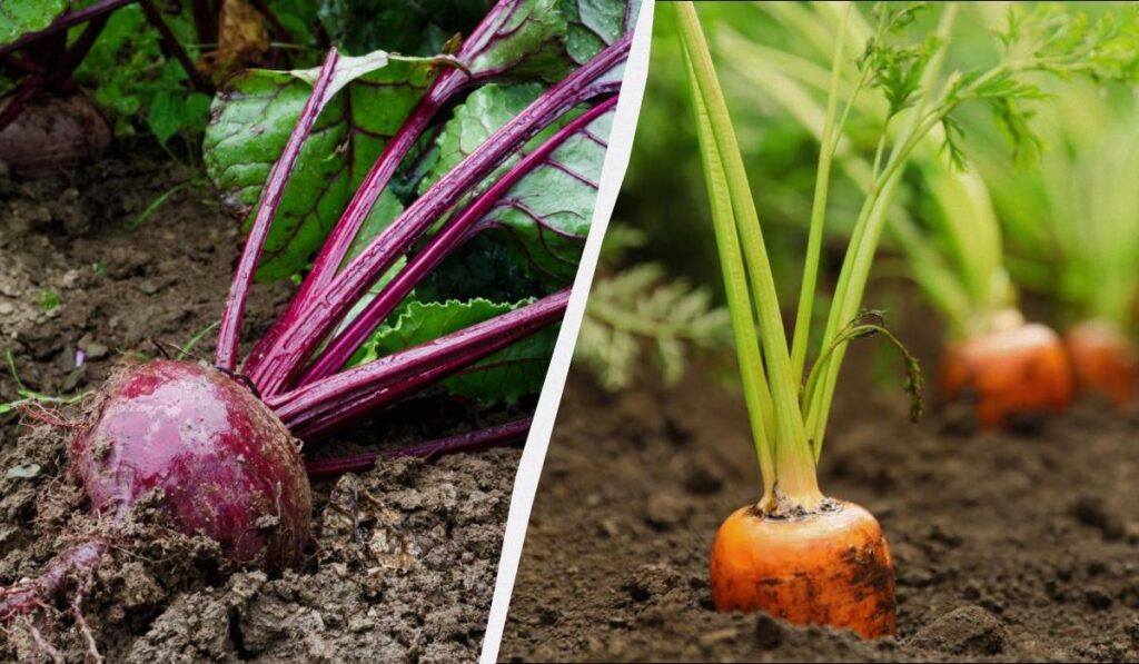 Коли сіяти моркву та буряк у квітні-2026: шість сприятливих днів