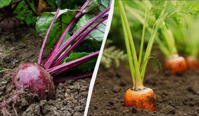 Коли сіяти моркву та буряк у квітні-2026: шість сприятливих днів
