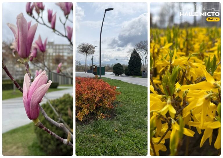 Сквер Прибережний: магнолії поки не цвітуть, а форзиція – яскраво цвіте