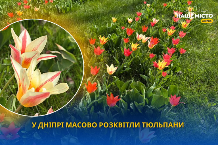 У Дніпрі біля ТРЦ Вавілон розквітли яскраві тюльпани