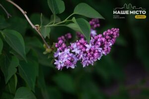 Рослини у Дніпрі: яких не варто обрізати навесні, щоб не втратити цвіт