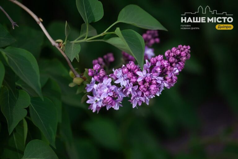 Рослини у Дніпрі: яких не варто обрізати навесні, щоб не втратити цвіт