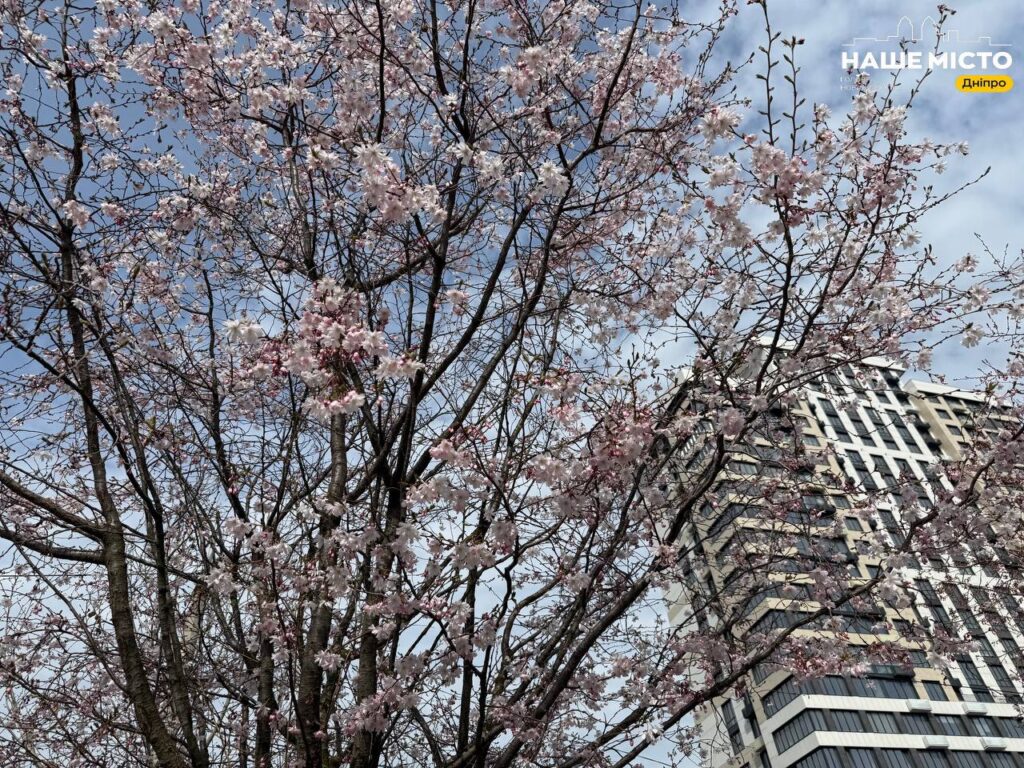 У Дніпрі почалося цвітіння сакур вздовж Набережної Перемоги