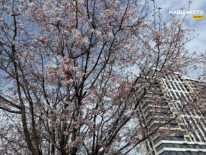 У Дніпрі почалося цвітіння сакур вздовж Набережної Перемоги