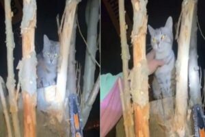 У Дніпрі приватний альпініст врятував кота з дерева за 4500 грн