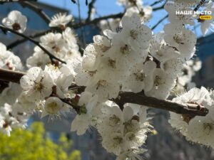 У Дніпрі зацвіли абрикоси: чи буде щедрий урожай