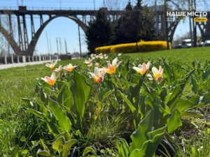 У Дніпрі стартував сезон цвітіння тюльпанів 2026