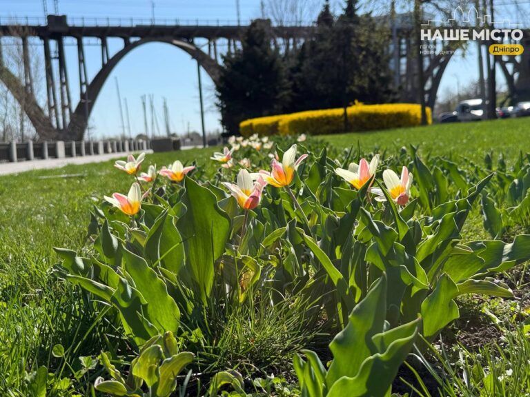 У Дніпрі стартував сезон цвітіння тюльпанів 2026