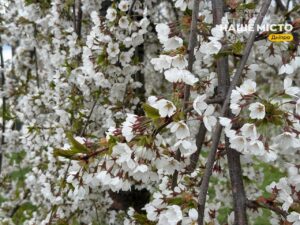 Свято 15 квітня: традиції та прикмети дня