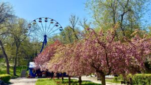 Весна в парку Глоби: тюльпани та сакура квітнуть у Дніпрі