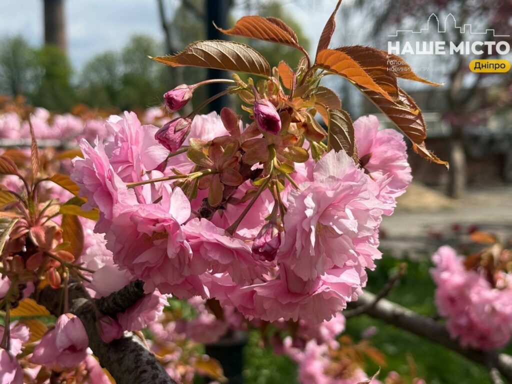 У Дніпрі зацвіла найстаріша алея сакур у міському університеті