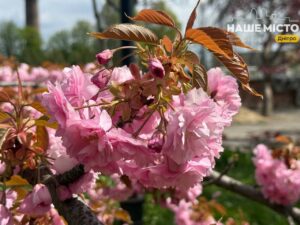 У Дніпрі зацвіла найстаріша алея сакур у міському університеті
