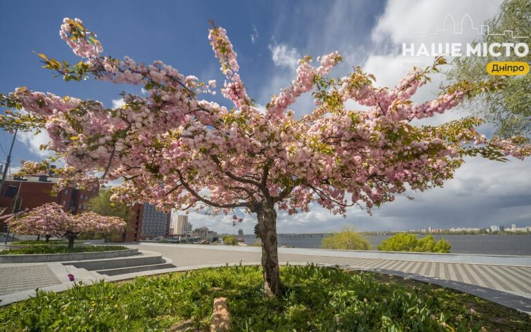 Де у Дніпрі цвітуть тюльпани та сакури: найкращі весняні локації