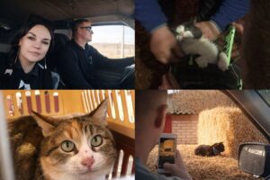 Волонтери з Дніпра врятували 28 тварин із прифронтових зон