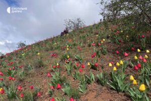 Унікальний тюльпановий схил розквіт у Кривому Розі