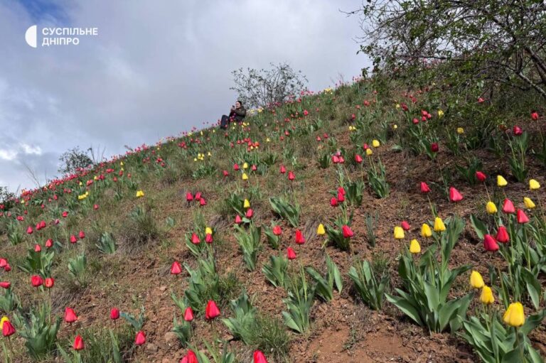 Унікальний тюльпановий схил розквіт у Кривому Розі