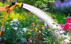 Спека до +30°C: оптимальний час для поливу рослин у Дніпрі