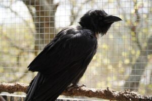 До Дніпра евакуювали говорячого ворона Яшу з Краматорська
