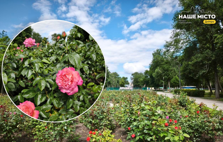 У Дніпрі починається сезон цвітіння трояндової алеї в парку Глоби