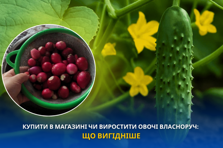Що вигідніше: купити овочі чи виростити їх власноруч у Дніпрі у 2026 році