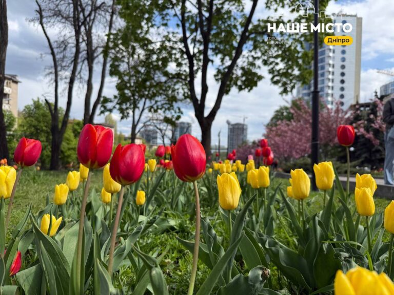 Безкоштовний тюльпановий фестиваль на Алеї Слави у Дніпрі