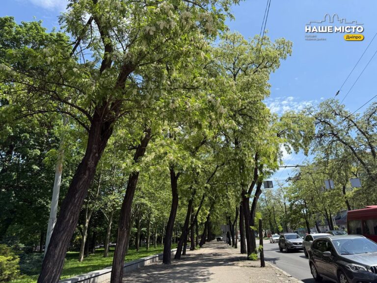 У Дніпрі квітне акація: весняний аромат у містах і парках